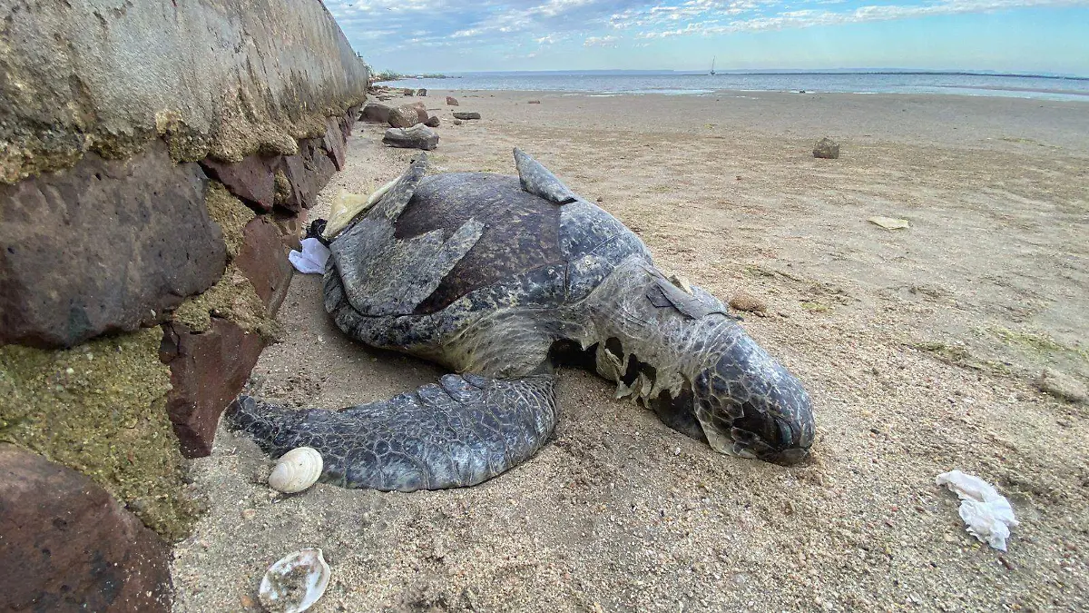 tortuga alberto cota 